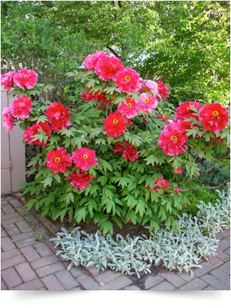 Pink peonies blooming beside a brick path in the Sherman House Museum garden